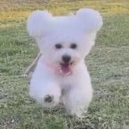 道模协会·羊驼