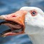 Evil_Goose_13