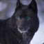 Black Wolf