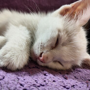 See...!!!   .l.PELADA ARMY.l.