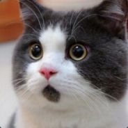 百变无敌杨超越