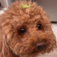 바보갓은나애얼굴