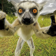 Audacious Lemur