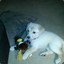 Bird Dog