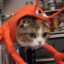 CattoPluto