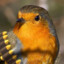 Little Bird