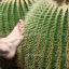 Risky Cactus