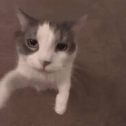 Puddles The Cat