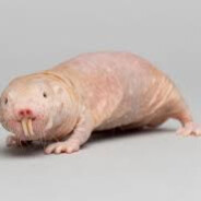 EdyDeLaGeangoesti