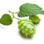 Humulus Lupulus