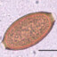 Trichuris vulpis