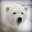 BiPolarBear