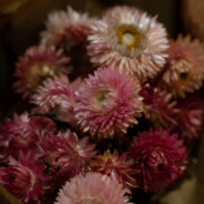 100Tsm B00BieshuntER