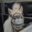 Teddi-