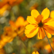 满天星辰不及你