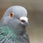 Le Pigeon