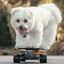 a skateboarding dog