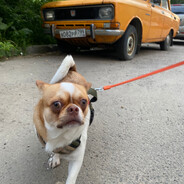 БЕЗУМНЫЙ ОРК