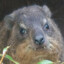 Hyrax