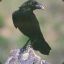 Corvus Albus