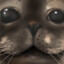 BillburtTheSeal