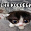 qwwp