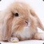 Cay_36top