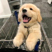 风会记住花的香