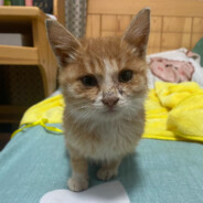 小六小可あい呐