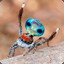 Rainbow Spider