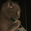 Bad Cat
