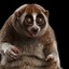 Slow Loris