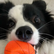 安和すばるで—す