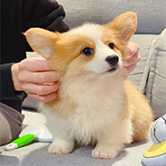 别和我抢小羊🐏