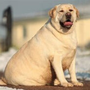 Big Dawg - steam id 76561197971278543