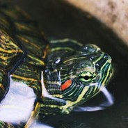 七濑嘤嘤嘤嘤嘤嘤嘤嘤桃