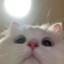 ☯LuoDJ
