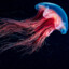 Jelly&#039;s
