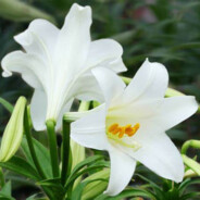 百合五星上将麦克一号