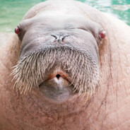 I am the walrus