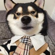 我就是那个老呆瓜吖