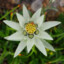edelweiss