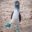 blue footed-booby