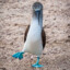 blue-footed booby