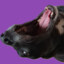 VioletVole