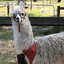 LLAMA