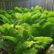 BigFern