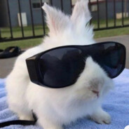 ✮White Bunny✮
