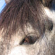 darkpixel's Avatar