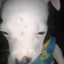 emofartpuppy